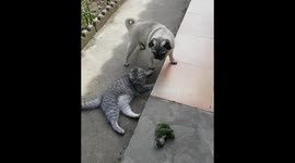 Pugandcat. Cat is a leg man