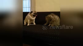 Newsflare Edit - Pugandcat Sofa wara