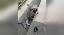 Newsflare Edit - Pugandcat. Cat is a leg man