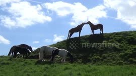 Horses Grooming each other