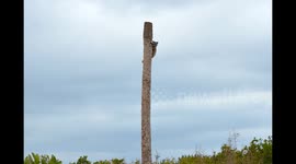 Raccoon Going To Great Lengths For An Undisturbed Nap