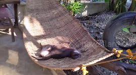 Just two otters sleeping in a hammock. Adorable!