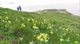 Spring flowers bring a dash of colour