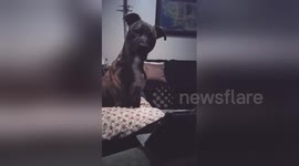 Newsflare Edit - Odin Mimicking Wolf Howling Sound Effects
