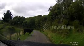 Farm Animals on Road DashCam footage New Zealand