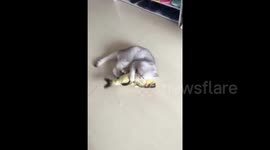 Cat gets given large fish and can't handle it
