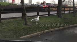 Mental Seagull Dancing for its Dinner at the McDonalds Drive Thru.