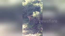 Newsflare Edit - Tiger Chase