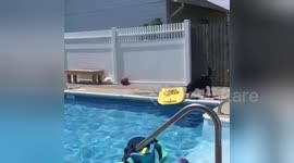 Newsflare Edit - Not your ordinary game of fetch