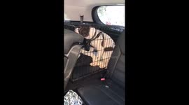 Man smashes car window to rescue dog from allegedly hot car