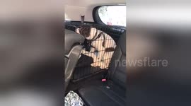 Newsflare Edit - Man smashes car window to rescue dog from allegedly hot car