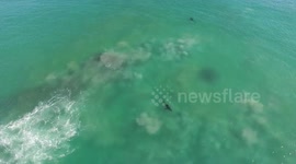 Great whites shark feeding frenzy