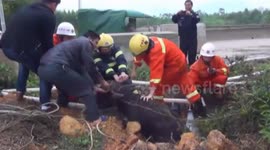 Firefighters pour 3.5 tonnes of water into well during buffalo rescue