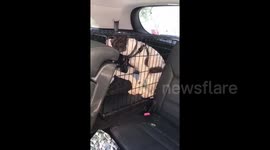 Man smashes car window to rescue dog from allegedly hot car