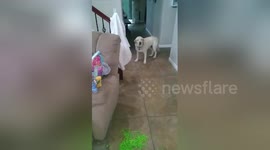 Guilty dog is sent to time out after making a mess in owner's house