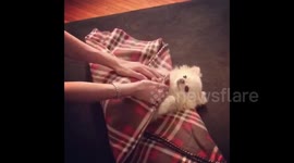 Newsflare Edit - Dog owner rolls tiny Pomeranian into adorable 'burrito'