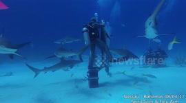 Newsflare Edit - SHARKS FEEDING SHOW -  XIAOMI YI II 4K -  SpiritDiver