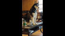 Stubborn husky refuses to get down from owner's coffee table