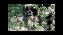 Otter lunges at GoPro in comical 'attack'