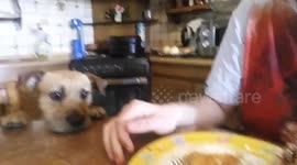 Every time i eat my dog beggin me!