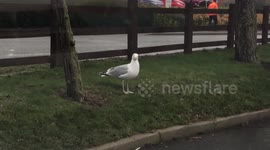 Seagull dances wildly outside McDonald's drive-thru
