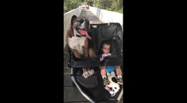 Boxer in a Stroller