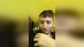 Baby ferret grooms owner's beard