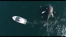 Scarlet the previously entangled whale shows up dead