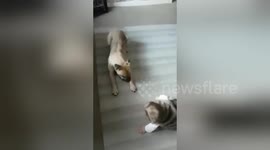 Baby can't get enough of watching her dog 'best friend' playing