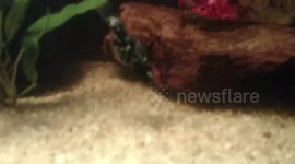 Dalmatian Molly with swim bladder disease