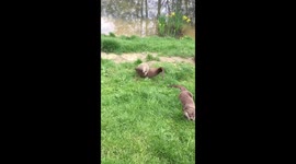 Cute otter playing with leaf