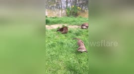 Cute otter plays with leaf