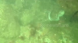 Wobbeegong shark eating octopus