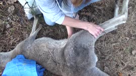 Baby kangaroo rescued from dead mother's pouch