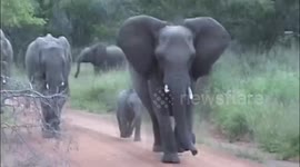 This might be the cutest elephant attack ever