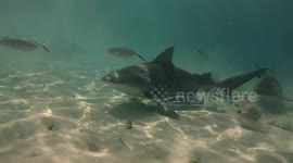 Swimmer surrounded by intimidating bull sharks in shallow water