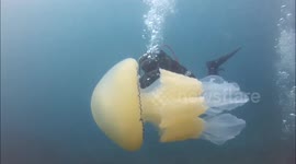 Huge barrel jellyfish off the coast of Cornwall, UK