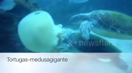 Turtles eating a Jelly fish