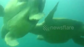 turtle fight in Byron Bay