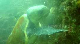 Logger head turtle eating from rocks