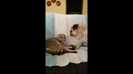 This pug and cat really love each other