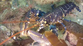 Flying Lobster
