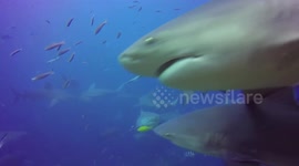 Huge bull shark bumps into scuba diver