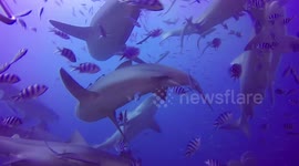 This is what diving with dozens of bull sharks looks like
