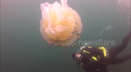 Friendly Jellyfish