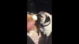 Sadie the Corgi annihilates Teddy the pug's ice cream!