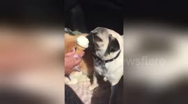Newsflare Edit - Sadie the Corgi annihilates Teddy the pug's ice cream!