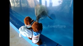 Poodles dressed up as humans visit aquarium