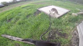 Cats gang up to attack large snake