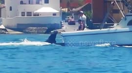 Cheeky sea lions hop aboard boat to ask for food